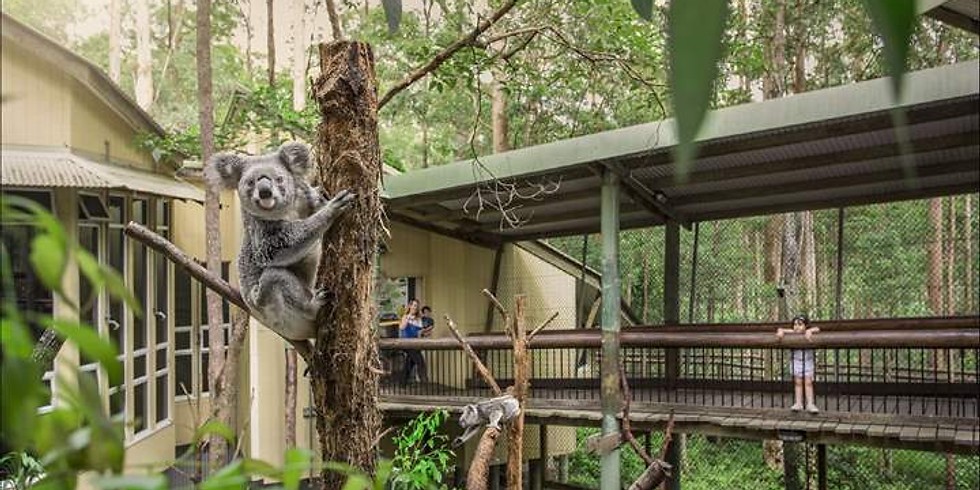 Daisy Hill Koala Centre