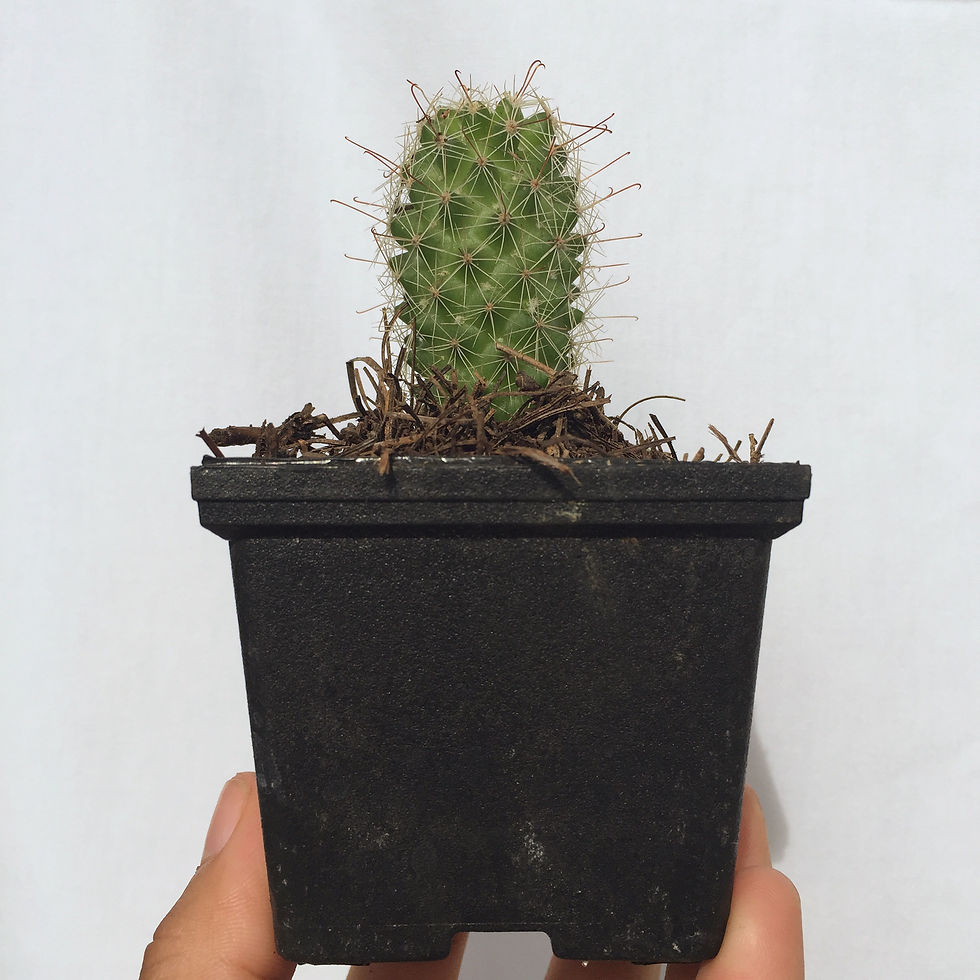 Miniatura: Cactus medianos 