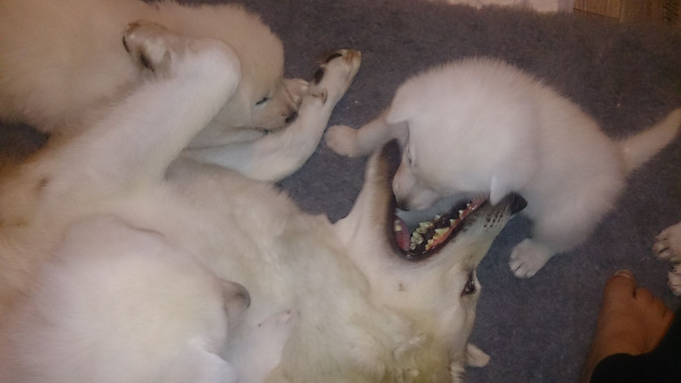 Juni 17_Spiel & Spass mit Mamma_DSC_3071.jpg