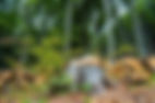 commercial-tree-removal-med-1000x663-422h.jpeg