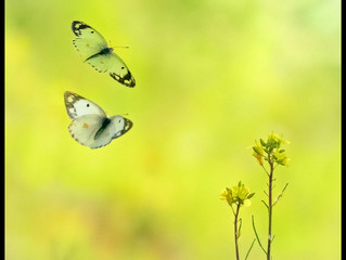 Dancing Butterflies