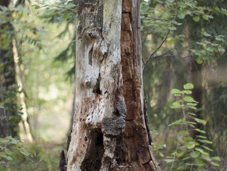 Timber...!