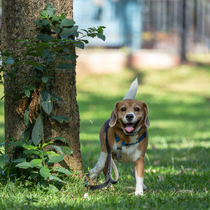 Wall-E: The Superdog Photoshoot Extravaganza!