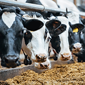 Cows Eating Good Silage