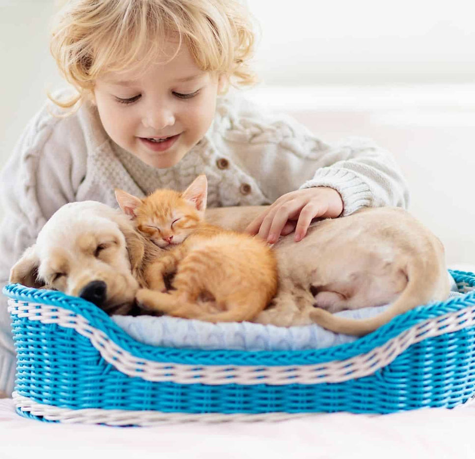 Online Preschool student learns about pets at Creative Kids Virtual Preschool with Denise & Ollie!