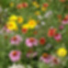Thumbnail: Wildflower Honey