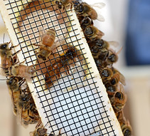 Honey Bees Fort Wayne Indiana