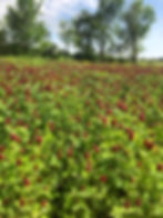 Thumbnail: Wildflower Honey