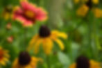 Thumbnail: Wildflower Honey