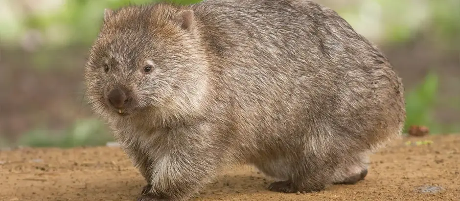 Square poop and fat arses: Australian nature produces yet another wonder