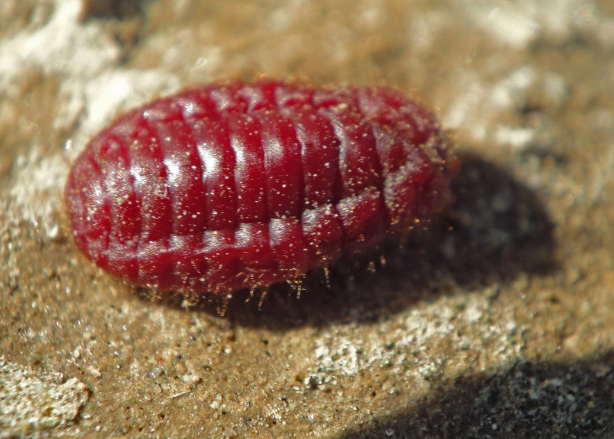 Cochineal (Female) source: Flickr, Creator: Vahe Martirosyan