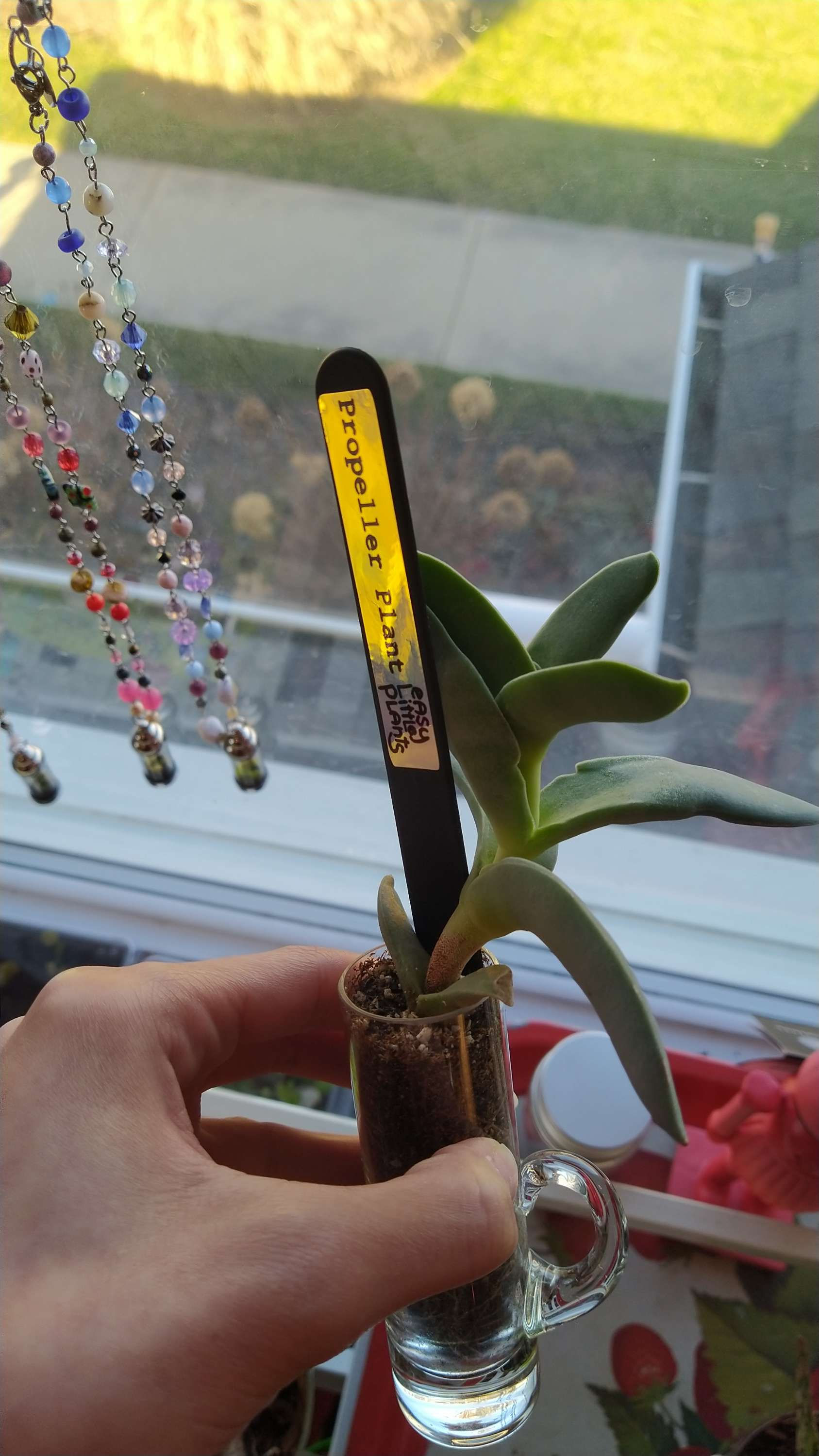 Propeller Plant (Established)