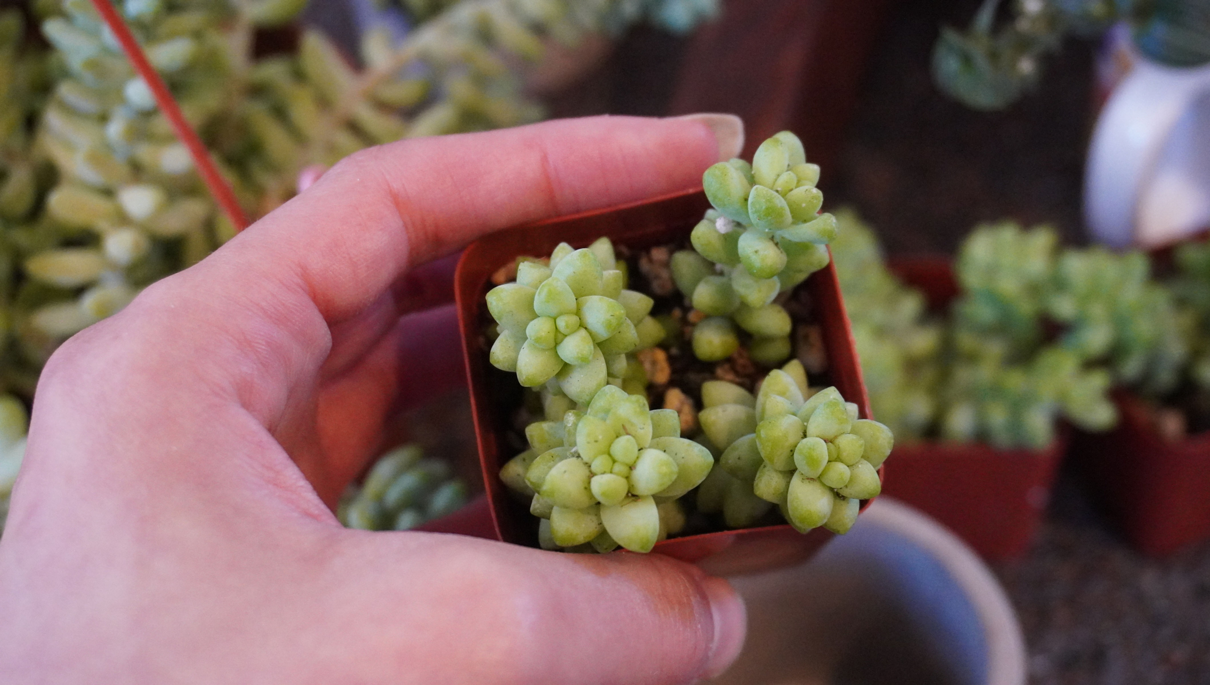 Burro's Tail