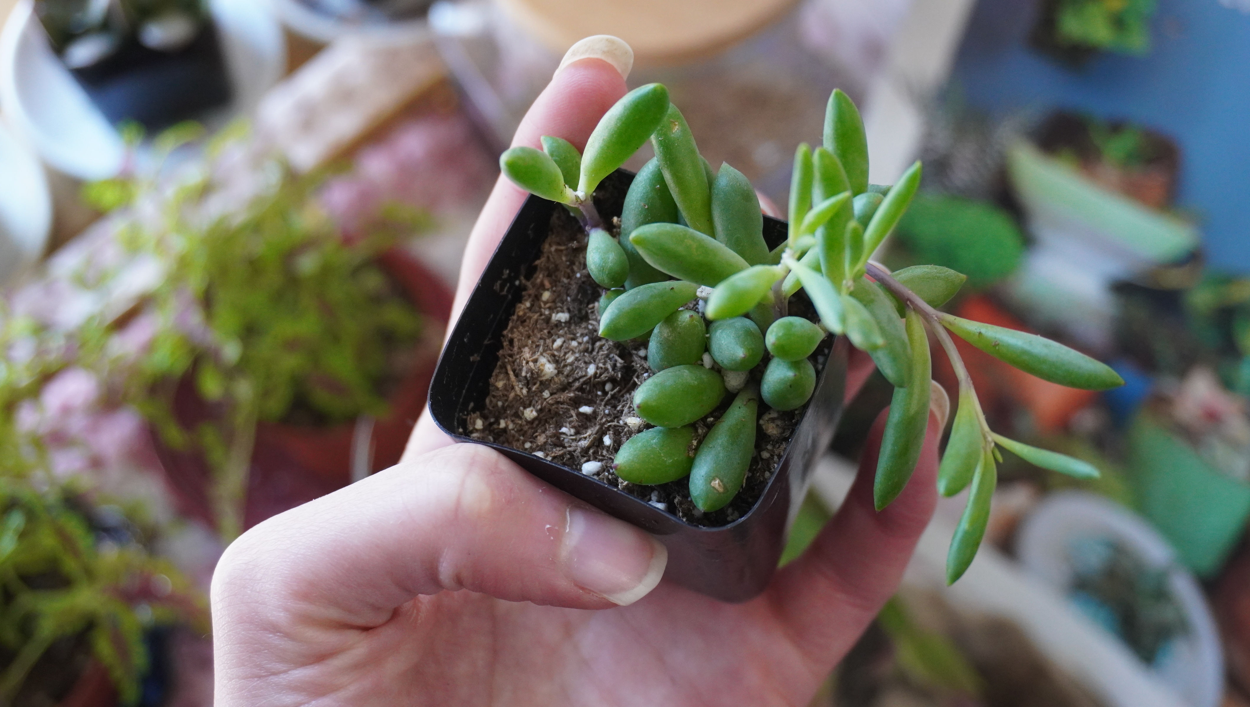 Ruby Necklace Plant
