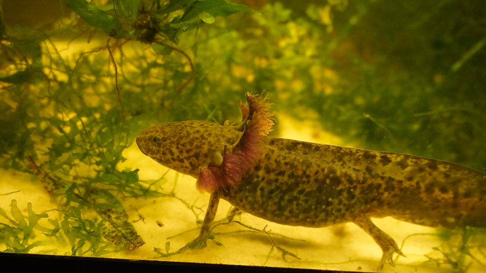 Looking like a tiny lion