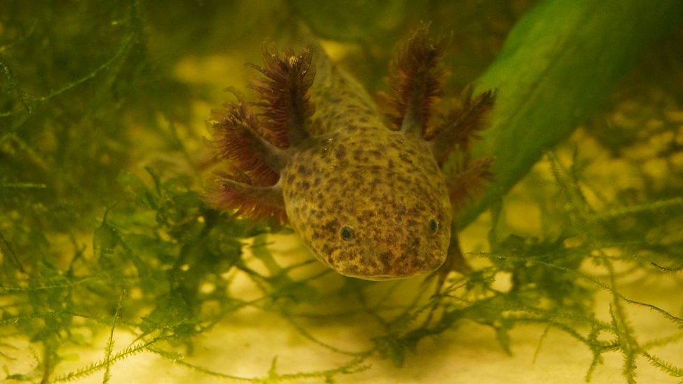 What will you name him or her?