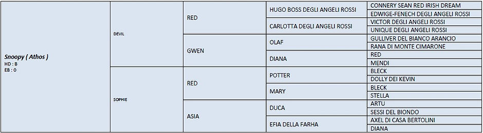 Pedigree Athos Borgocastello Setter