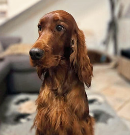 testa 2025_edited.jpg