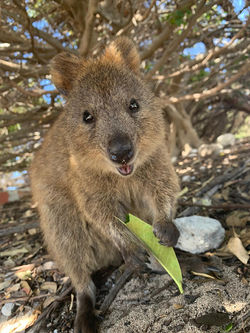 Quokka1