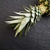 pinatex cuir d'ananas