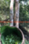 Thumbnail: ARBOR TEA