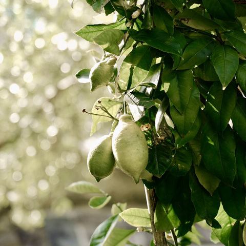 Garden Design