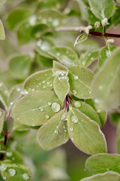 Gartenplanung & Design