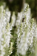 Gartenplanung & Design