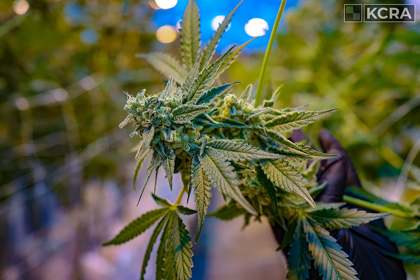 sativa vapes disposable Sativa Disposable Vape Pen – GO! – Whole Plant™ sativa vapes disposable Sativa Disposable Vape Pen – GO! – Whole Plant™