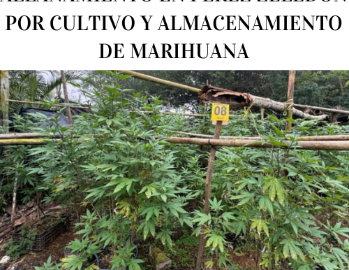 Allanamiento en Pérez Zeledón: Detenido por Cultivo y Almacenamiento de Marihuana
