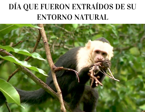 Zoo Ave recibe siete animales al día que fueron extraídos de su entorno natural