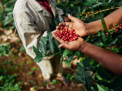 Inteligencia artificial y ciencia impulsan cultivo de café carbono positivo en la zona de Los Santos