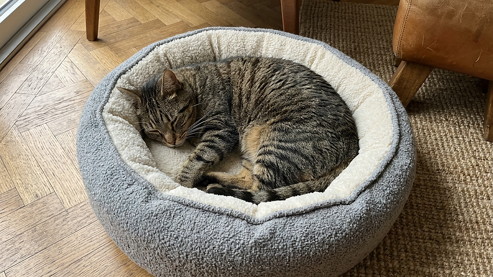 Vue en plongée d’un chat se reposant sur un coussin confortable