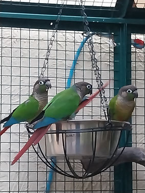 Perruches en groupe en train de manger un mélange de graines adaptées