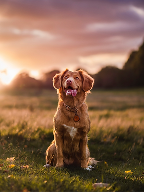 Fotografin für Tiere in der Natur fotografiert einen Hund um Sonnenuntergang auf der Wiese.