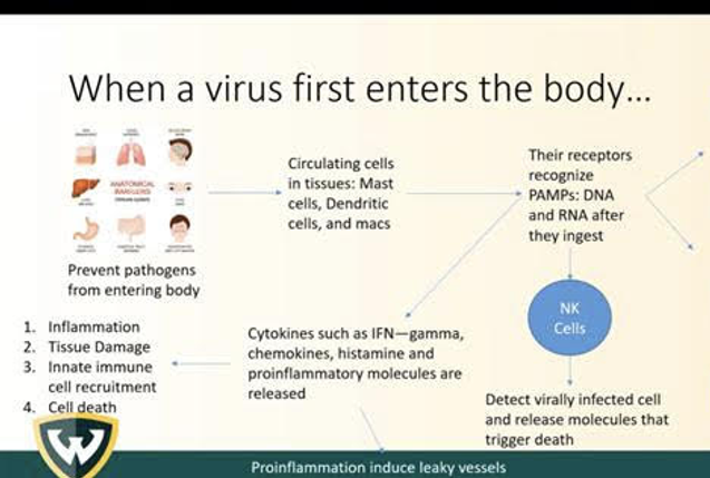 when virus enters the body.png