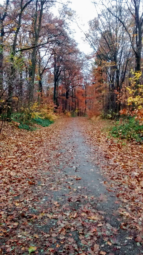 floresta.jpeg
