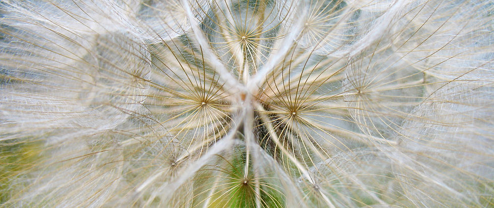 Dandilion 2 Edited.jpg