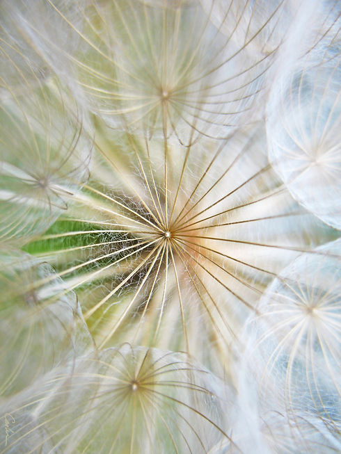 Final Dandilion Close with Sig 3_edited.jpg