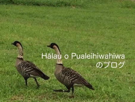 ようこそ！プアレイヒヴァヒヴァのホームページへ！