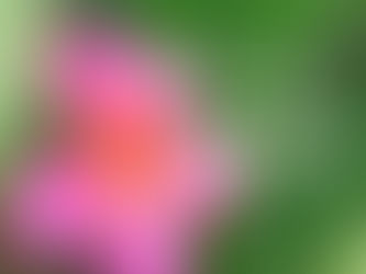 実は生徒さんを募集しています!