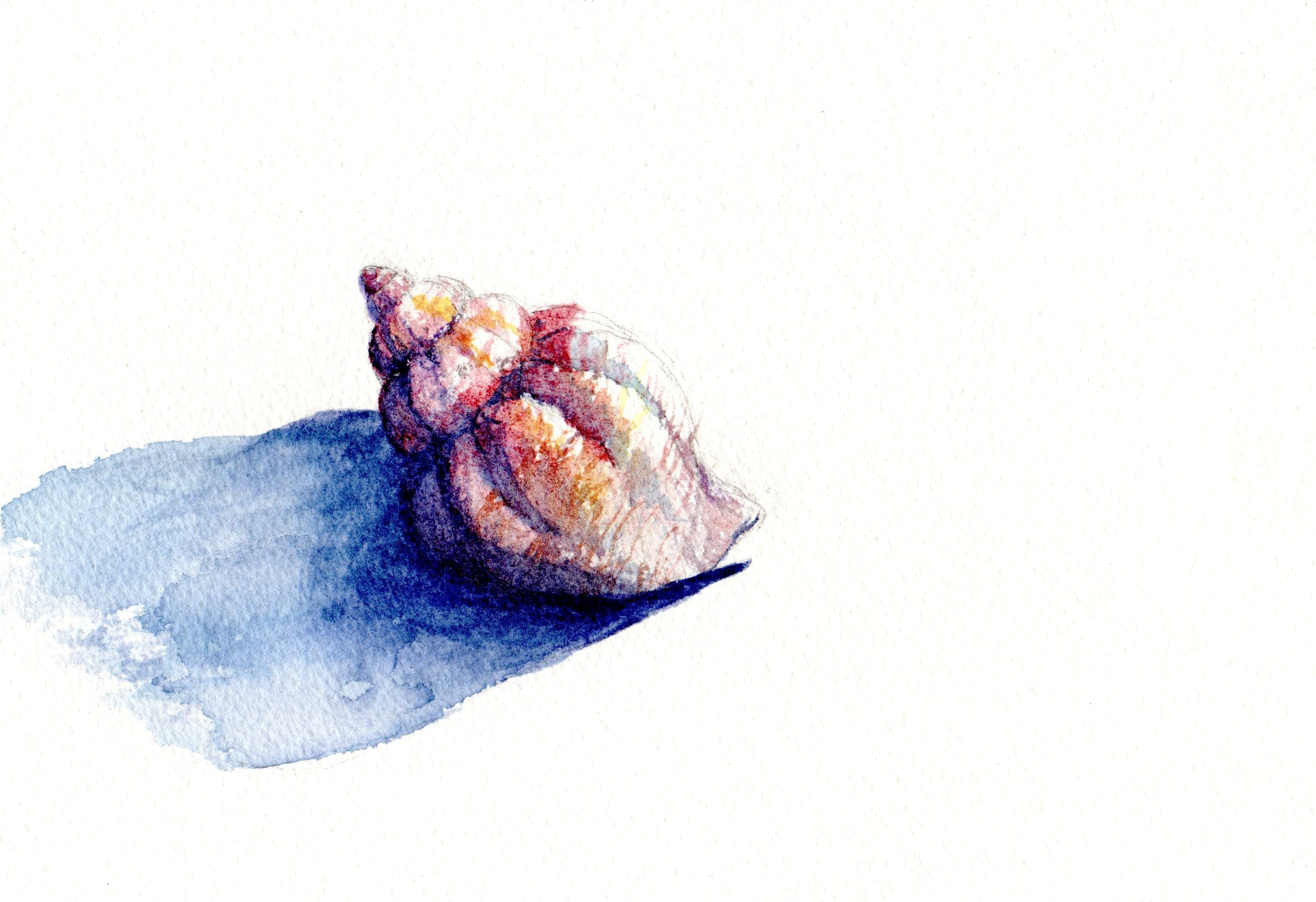 Note cards-Sea Urchin and Shell