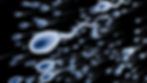 How Scientists Previously Thought Sperm Moved–"Swimming" by Moving its Tail Side-to-Side
