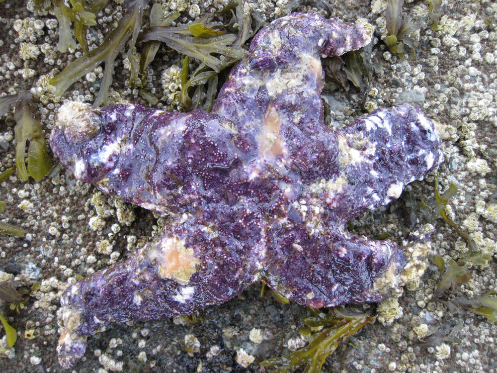 Sea Star Wasting Disease