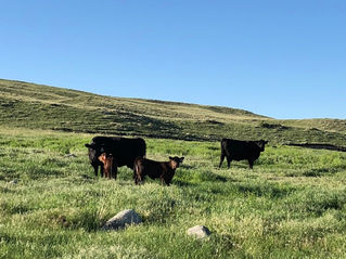 Cattle graze on a grassy hill under a clear blue sky. The scene is peaceful, with two adult cattle and a calf standing in the open field.