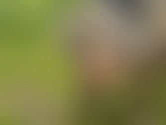 Close-up of a muddy pig standing in a green field with trees and hills blurred in the background.