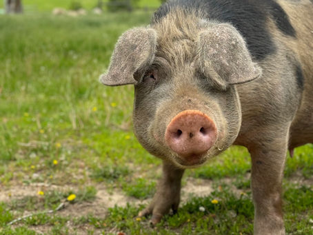 Close-up of a muddy pig standing in a green field with trees and hills blurred in the background.