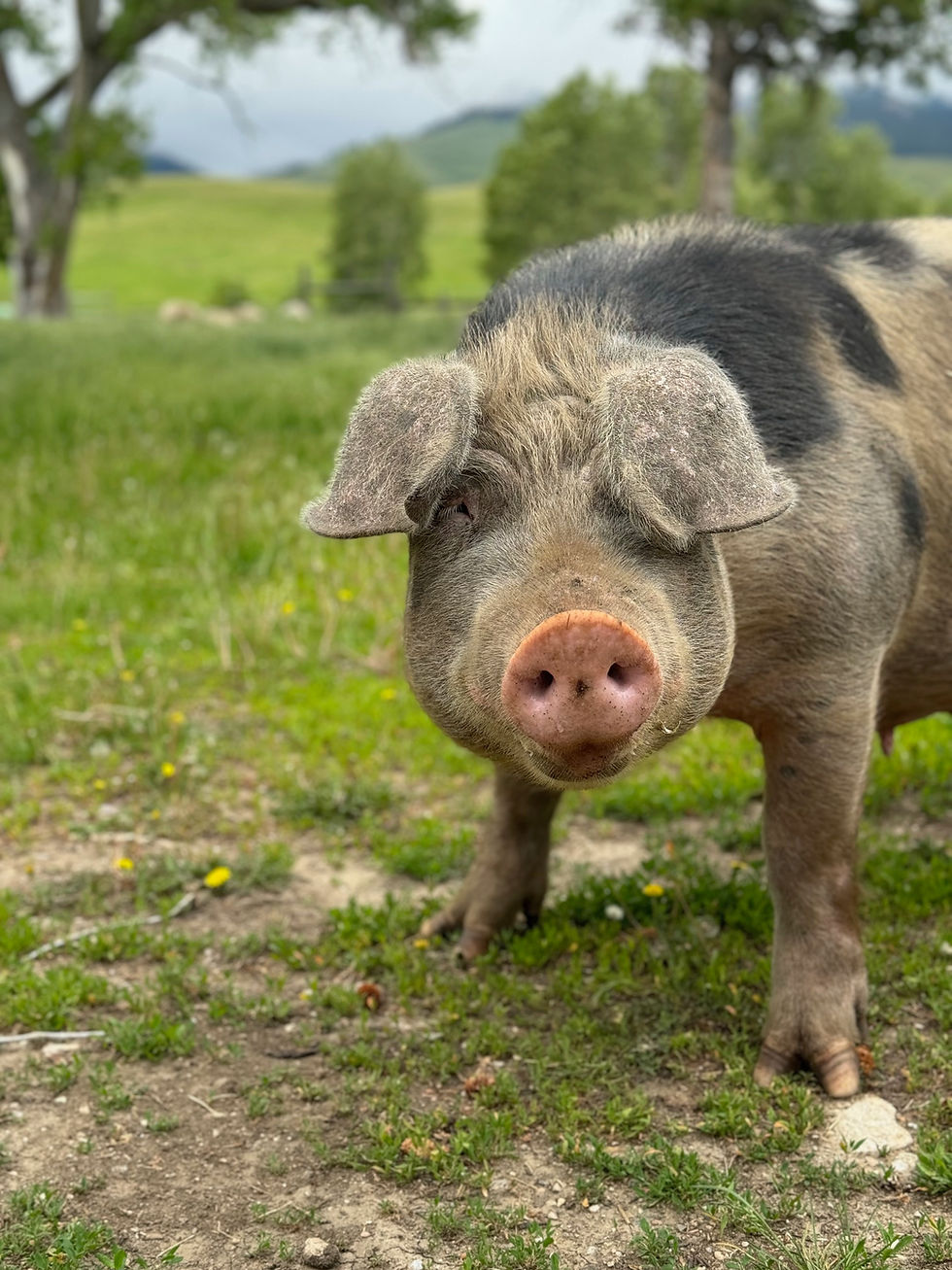 Close-up of a muddy pig standing in a green field with trees and hills blurred in the background.