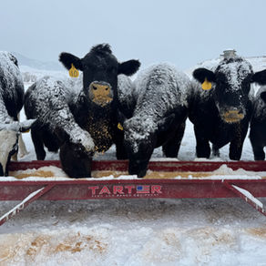 How Harvest Season Shapes the Flavor of Your Beef and Pork