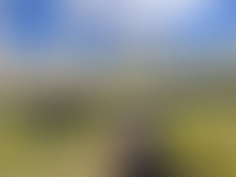 View from horseback of a herd of cattle grazing in a green valley under a blue sky with fluffy clouds. Hills and trees in the background.